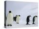 Emperor Penguins (Aptenodytes Forsteri), Snow Hill Island, Weddell Sea, Antarctica, Polar Regions-Thorsten Milse-Premier Image Canvas
