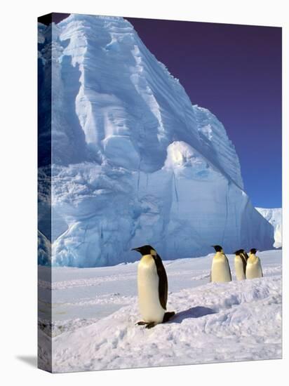 Emperor Penguins, Cape Darnley, Australian Antarctic Territory, Antarctica-Pete Oxford-Premier Image Canvas