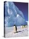 Emperor Penguins, Cape Darnley, Australian Antarctic Territory, Antarctica-Pete Oxford-Premier Image Canvas