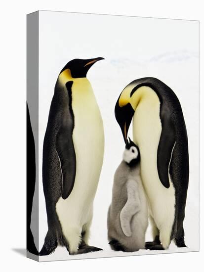 Emperor Penguins Feeding Chick-John Conrad-Premier Image Canvas