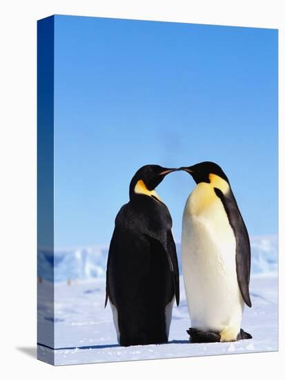 Emperor Penguins Greeting-John Conrad-Premier Image Canvas