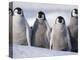 Emperor Penguins in Antarctica-Paul Souders-Premier Image Canvas