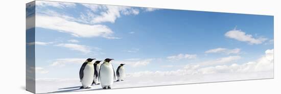 Emperor Penguins In Antarctica-Jan Martin Will-Premier Image Canvas