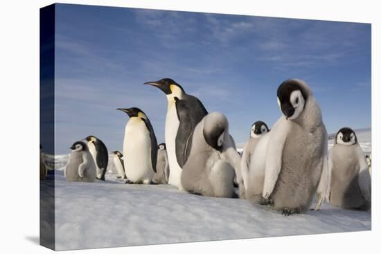 Emperor Penguins in Antarctica-null-Premier Image Canvas