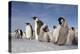 Emperor Penguins in Antarctica-null-Premier Image Canvas