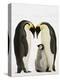 Emperor Penguins Protecting Chick-John Conrad-Premier Image Canvas