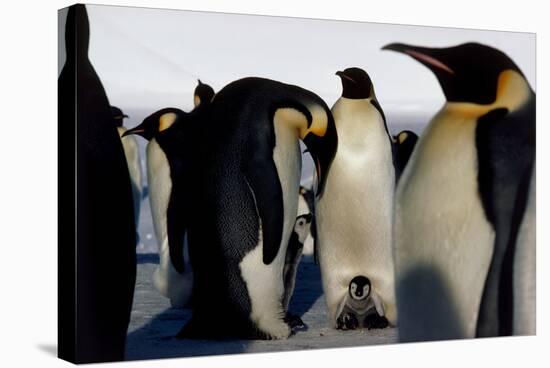 Emperor Penguins Sheltering Chicks-Doug Allan-Premier Image Canvas