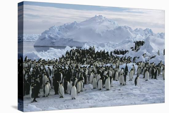 Emperor Penguins-Doug Allan-Premier Image Canvas