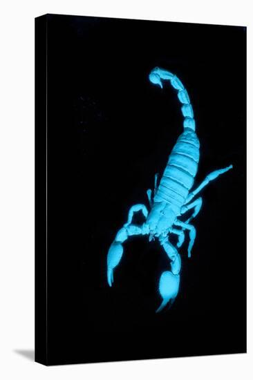 Emperor Scorpion (Pandinus Imperator) Fluorescing under Ultraviolet Light-Adrian Davies-Premier Image Canvas