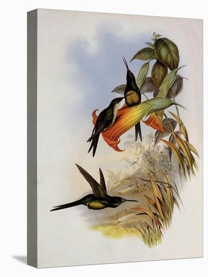 Empress Hummingbird, Eugenia Imperatrix-John Gould-Premier Image Canvas