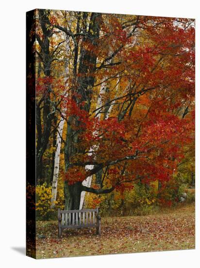 Empty Bench under Maple Tree, Twin Ponds Farm, West River Valley, Vermont, USA-Scott T^ Smith-Premier Image Canvas