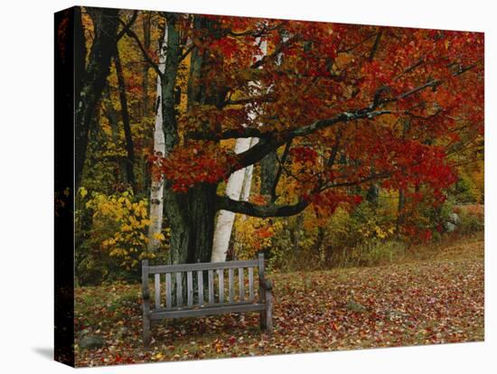 Empty Bench under Maple Tree, Twin Ponds Farm, West River Valley, Vermont, USA-Scott T^ Smith-Premier Image Canvas