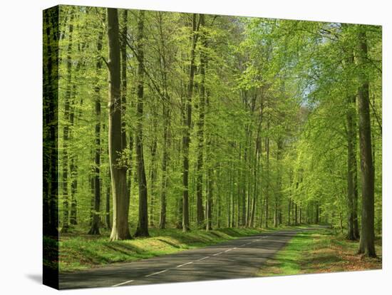 Empty Rural Road Through Woodland in the Forest of Compiegne, Aisne, Picardie, France-Michael Busselle-Premier Image Canvas