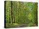 Empty Rural Road Through Woodland in the Forest of Compiegne, Aisne, Picardie, France-Michael Busselle-Premier Image Canvas