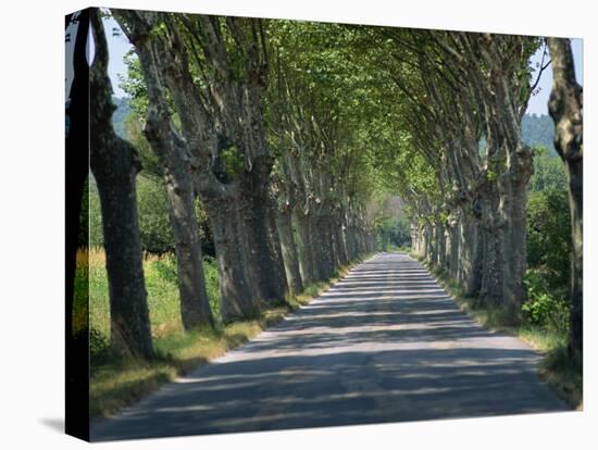 Empty Tree Lined Road on the Route De Vins, Near Vaucluse, Provence, France, Europe-David Hughes-Premier Image Canvas