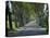 Empty Tree Lined Road on the Route De Vins, Near Vaucluse, Provence, France, Europe-David Hughes-Premier Image Canvas