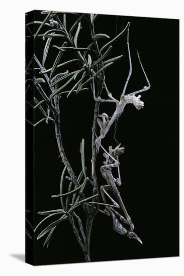 Empusa Pennata (Conehead Mantis) - Newly Emerged-Paul Starosta-Premier Image Canvas