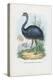 Emu, 1863-79-Raimundo Petraroja-Premier Image Canvas