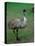 Emu Portrait, Australia-Charles Sleicher-Premier Image Canvas