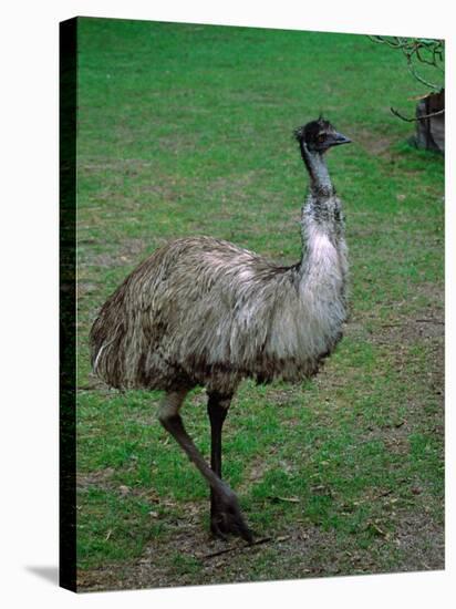 Emu Portrait, Australia-Charles Sleicher-Premier Image Canvas