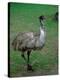 Emu Portrait, Australia-Charles Sleicher-Premier Image Canvas