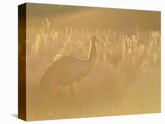 Emu, Wilsons Promontory National Park, Victoria, Australia, Pacific-Jochen Schlenker-Premier Image Canvas