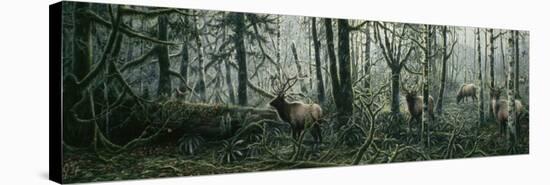 Enchanted Forest-Jeff Tift-Premier Image Canvas