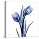 Enchanted Indigo Tulips-Albert Koetsier-Stretched Canvas