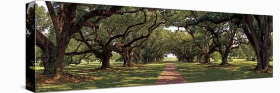 Enchanted Oaks-Mike Jones-Stretched Canvas