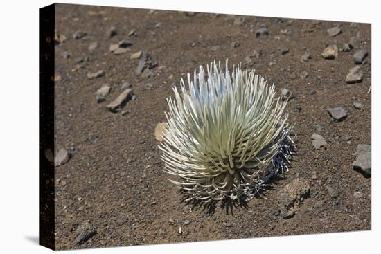 Endangered and Endemic Silversword at Haleakala Volcano Crater (Argyroxiphium Sandwicense Macroceph-Reinhard Dirscherl-Premier Image Canvas