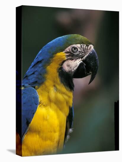 Endangered Blue and Gold Macaw, Costa Rica-Stuart Westmoreland-Premier Image Canvas
