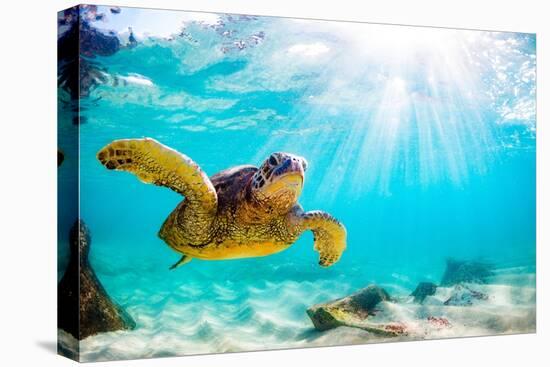 Endangered Hawaiian Green Sea Turtle Cruising in the Warm Waters of the Pacific Ocean in Hawaii-Shane Myers Photography-Premier Image Canvas
