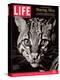 Endangered Ocelot Felis Pardalis, April 21, 2006-Middleton & Littschwager-Premier Image Canvas