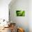 Endemic Chameleon of Madagascar on a Branch-Luca Bertalli-Premier Image Canvas displayed on a wall