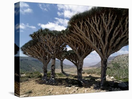 Endemic Dragon's Blood Trees Grow Among Socotran Desert Roses in the Homhil Mountains-Nigel Pavitt-Premier Image Canvas