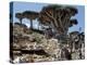 Endemic Dragon's Blood Trees Grow Among Socotran Desert Roses in the Homhil Mountains-Nigel Pavitt-Premier Image Canvas