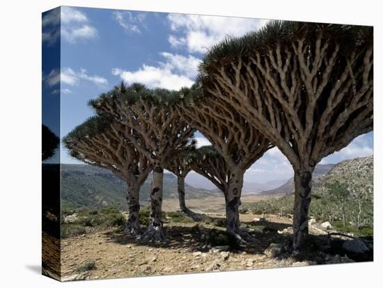 Endemic Dragon's Blood Trees Grow Among Socotran Desert Roses in the Homhil Mountains-Nigel Pavitt-Premier Image Canvas