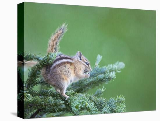 Endemic Olympic Chipmunk Feeds on New Growth of Subalpine Fur Needles-Gary Luhm-Premier Image Canvas