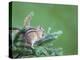 Endemic Olympic Chipmunk Feeds on New Growth of Subalpine Fur Needles-Gary Luhm-Premier Image Canvas
