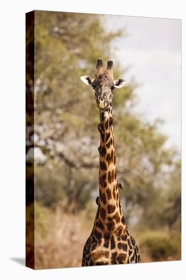 Endemic Thornicroft Giraffe-Michele Westmorland-Premier Image Canvas