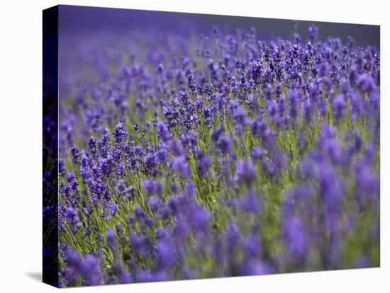 England, Kent, Shoreham, Lavender Fields at Shoreham, in North Kent-Katie Garrod-Premier Image Canvas