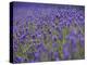 England, Kent, Shoreham, Lavender Fields at Shoreham, in North Kent-Katie Garrod-Premier Image Canvas