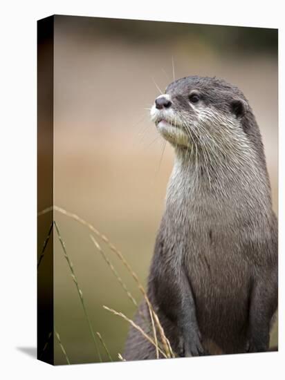 England, Leicestershire; Short-Clawed Asian Otter at Twycross Zoo Near the National Zoo-Will Gray-Premier Image Canvas