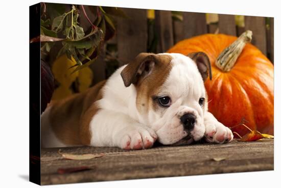 English Bulldog and a Pumpkin-Lilun-Premier Image Canvas