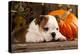English Bulldog and a Pumpkin-Lilun-Premier Image Canvas