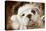English Bulldog Close-Up of Face-null-Premier Image Canvas