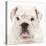 English Bulldog in Studio-null-Premier Image Canvas