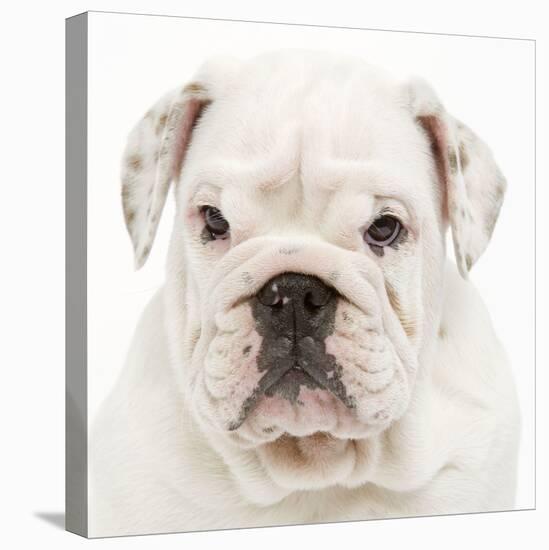 English Bulldog in Studio-null-Premier Image Canvas