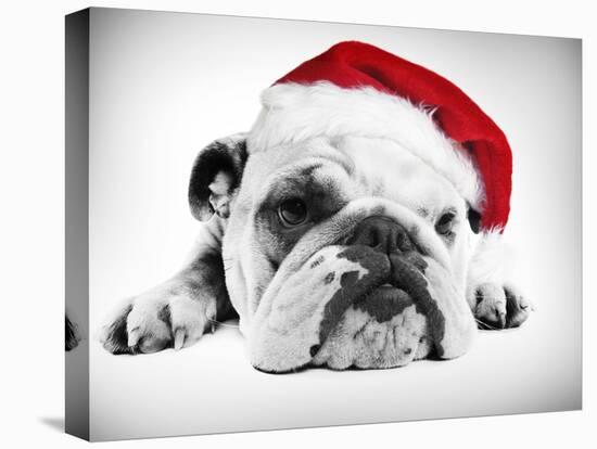 English Bulldog Lying in Studio Wearing a Christmas Hat-null-Premier Image Canvas