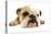 English Bulldog Lying in Studio-null-Premier Image Canvas